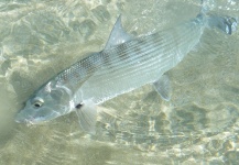  Imagen de Pesca con Mosca de Bonefish por Francisco Rosario – Fly dreamers