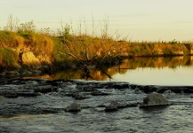 Pesca Dorados (Bs As); Cuenca Río Rojas-Arrecifes-Salto