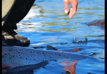  Mira esta Situación de Pesca con Mosca de Matias Curuchet – Fly dreamers