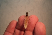  Mosca compartida por Sergio Córdoba – Fly dreamers