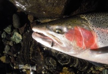  Foto de Pesca con Mosca de Trucha arcoiris por Segundo Beccar Varela – Fly dreamers 