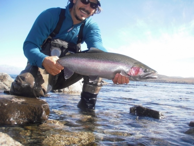 Fiel a mis principios ninfeando en la barda me encontre con este hermoso macho de Arco Iris. Pescado con una Ida May en anzuelo #12.....   