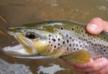 Antonio Avilez 's Fly-fishing Photo of a Brown trout – Fly dreamers 