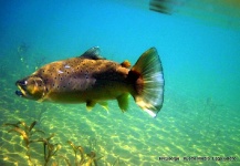 Fly-fishing Image by Jorge Espindola 