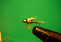 Hans Steffens A 's Sweet Fly Picture – Fly dreamers 
