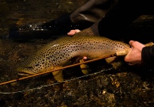  Imagen de Pesca con Mosca de Trucha marrón compartida por Niccolo Baldeschi Balleani – Fly dreamers