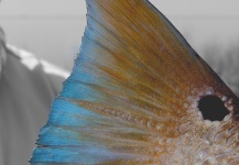 Cristián   Rodríguez O. 's Fly-fishing Image of a Redfish – Fly dreamers 