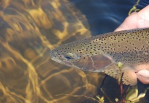  Imagen de Pesca con Mosca de Trucha arcoiris compartida por Martin Tagliabue – Fly dreamers