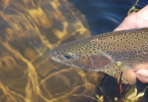Fly-fishing Image of Rainbow trout shared by Martin Tagliabue – Fly dreamers