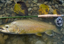 John Roberts 's Fly-fishing Picture of a Brown trout – Fly dreamers 