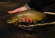 Fly-fishing Image of Brown trout shared by Martín Aylwin – Fly dreamers