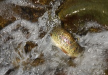 Martín Aylwin 's Fly-fishing Photo of a Rainbow trout – Fly dreamers 