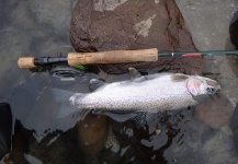 Martin Tagliabue 's Fly-fishing Pic of a Rainbow trout – Fly dreamers 