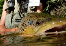 Jim Misiura 's Fly-fishing Pic of a Brown trout – Fly dreamers 