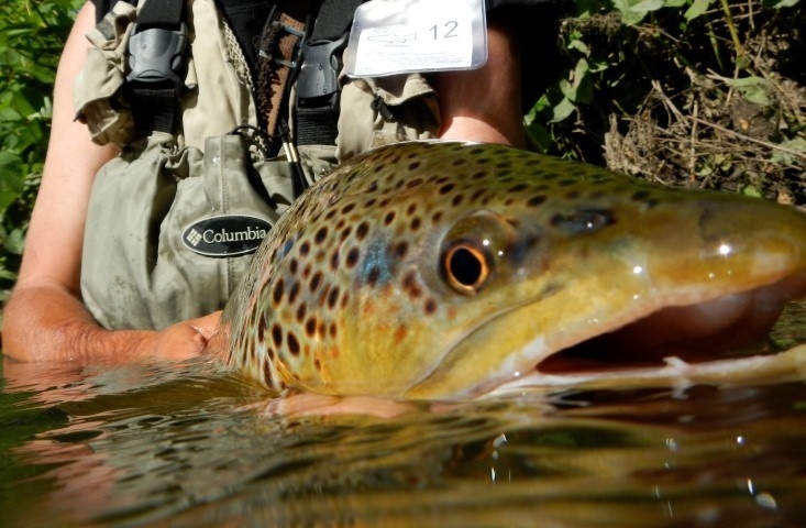 Brown trout closeup!