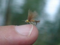 Fly fishing picture