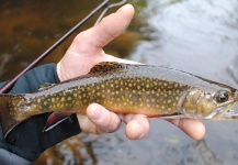 Wisconsin Trout 