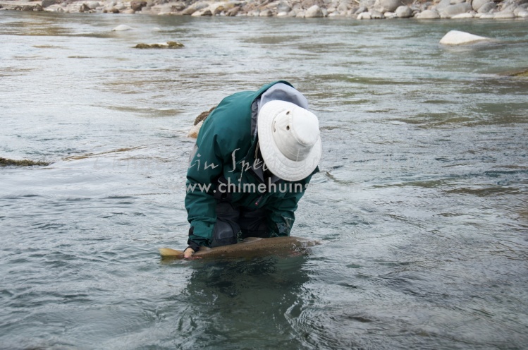 A great 28" brown landed on the Traful river