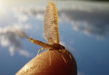  Genial Foto de Entomología y Pesca con Mosca compartida por Gonzalo Flego – Fly dreamers