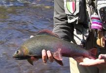  Fotografía de Pesca con Mosca de Grayling por Massimo Sodi – Fly dreamers 