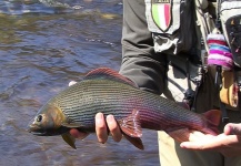 Massimo Sodi 's Fly-fishing Photo of a Grayling – Fly dreamers 