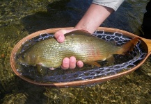  Captura de Pesca con Mosca de Grayling por Luca Poggialini – Fly dreamers