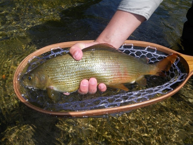 Grayling from Unica River, Slovenia catched during a caddis hatch.