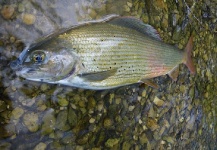  Fotografía de Pesca con Mosca de Grayling compartida por Luca Poggialini – Fly dreamers