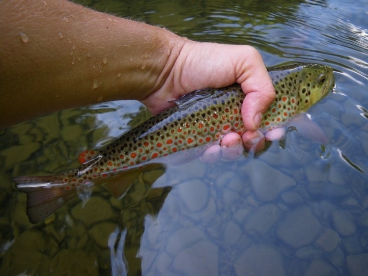 Beautiful brown trout from Italy