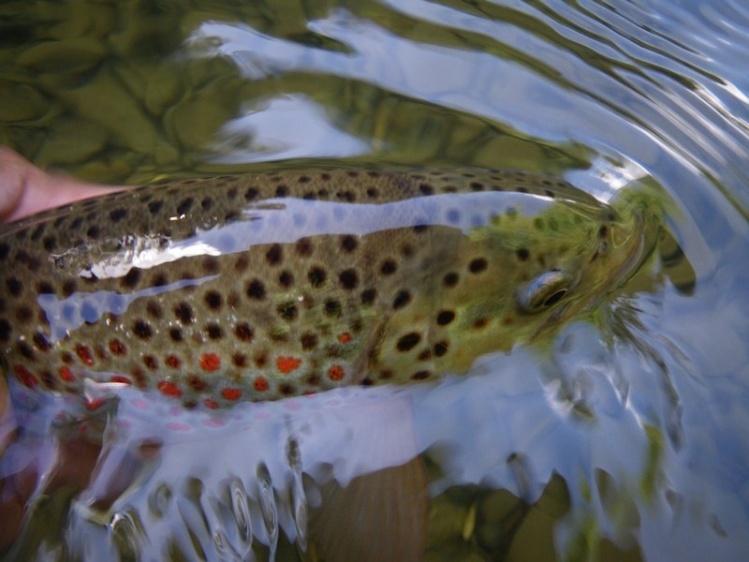 Brown trout fly fishing in Italy