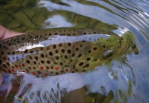  Fotografía de Pesca con Mosca de Trucha marrón por Luca Poggialini – Fly dreamers 