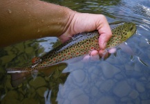  Imagen de Pesca con Mosca de Trucha marrón por Luca Poggialini – Fly dreamers