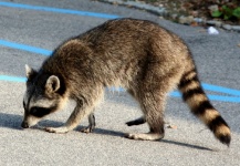 Raccoon (Procyon Lotor) 