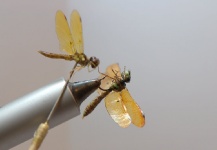 Sweet Fly-tying Photo by Fred Hannie 