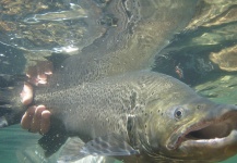 Francisco Rodriguez 's Fly-fishing Pic of a Brown trout – Fly dreamers 