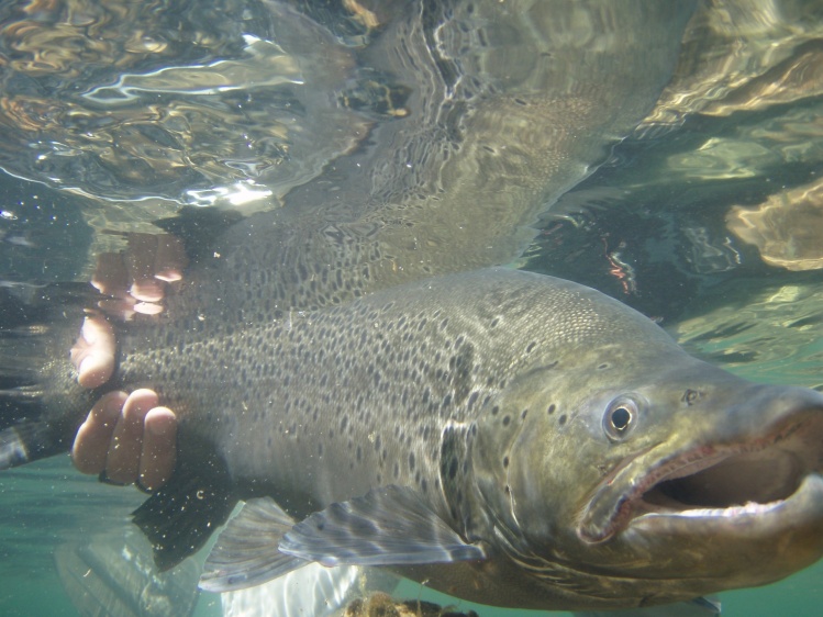 Underwater photo of a big brown trout 