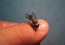  Mira esta Excelente imagen de atado de moscas de Sergio Córdoba