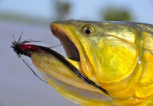 Fly-fishing Image of Golden Dorado shared by Sergio Astegiano – Fly dreamers