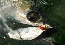 TARPON FLY