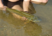  Fotografía de Pesca con Mosca de Picuda - Salminus affinis por RAFAEL VALDERRAMA – Fly dreamers 