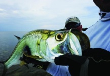 Fly-fishing Photo of Tarpon shared by Erik Suaste – Fly dreamers 