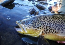 Oscar Guevea 's Fly-fishing Photo of a Brown trout – Fly dreamers 