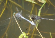  Foto de Entomología y Pesca con Mosca por Carlos Benarducci – Fly dreamers