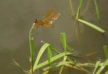  Genial Foto de Entomología y Pesca con Mosca compartida por Carlos Benarducci – Fly dreamers