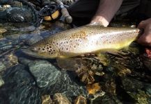 Oscar Guevea 's Fly-fishing Picture of a brown trout – Fly dreamers 