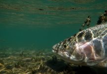  Imagen de Pesca con Mosca de Trucha arcoiris compartida por Gonzalo Flego – Fly dreamers