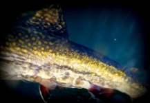  Una Excelente foto de Pesca con Mosca por Juan Aguirre