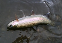 Omar Adame 's Fly-fishing Photo of a Rainbow trout – Fly dreamers 