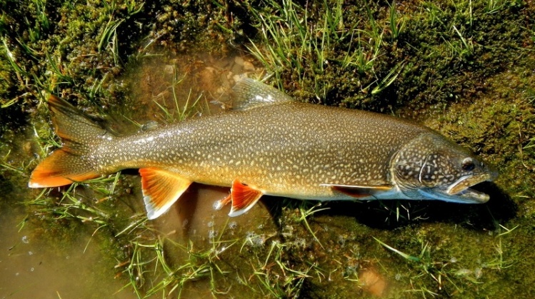 A fly caught "Redfin" Lake Trout from the Croker River, a tributary that flows out of Bluenose Lake and onwards to the Arctic Ocean. These Redfins are a different subspecies that the typical piscivorous Lake Trout also found in these waters. 