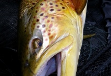 Fly-fishing Image of Brown trout shared by Nick Laferriere – Fly dreamers